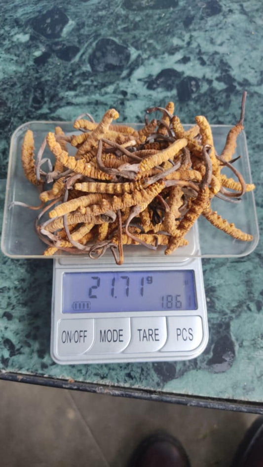 Yarsa Gumba